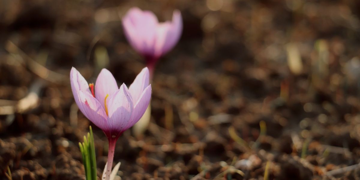 Saffron fields in Kashmir