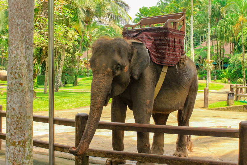 Elephant at Bali Safari Park