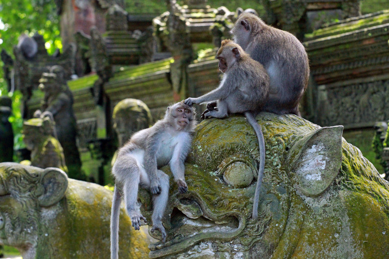 Sacred Monkey Forest