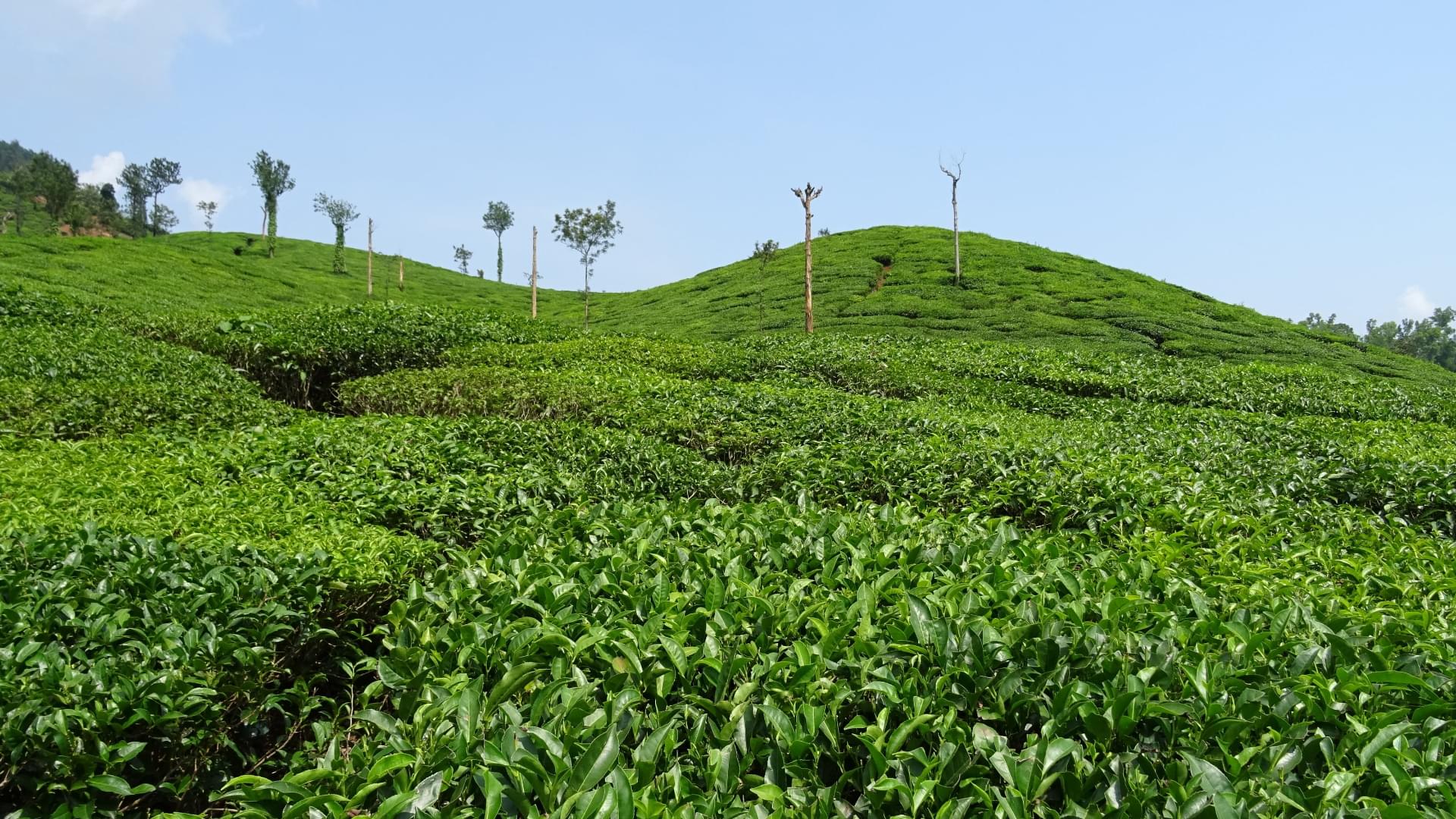 Chikmagalur