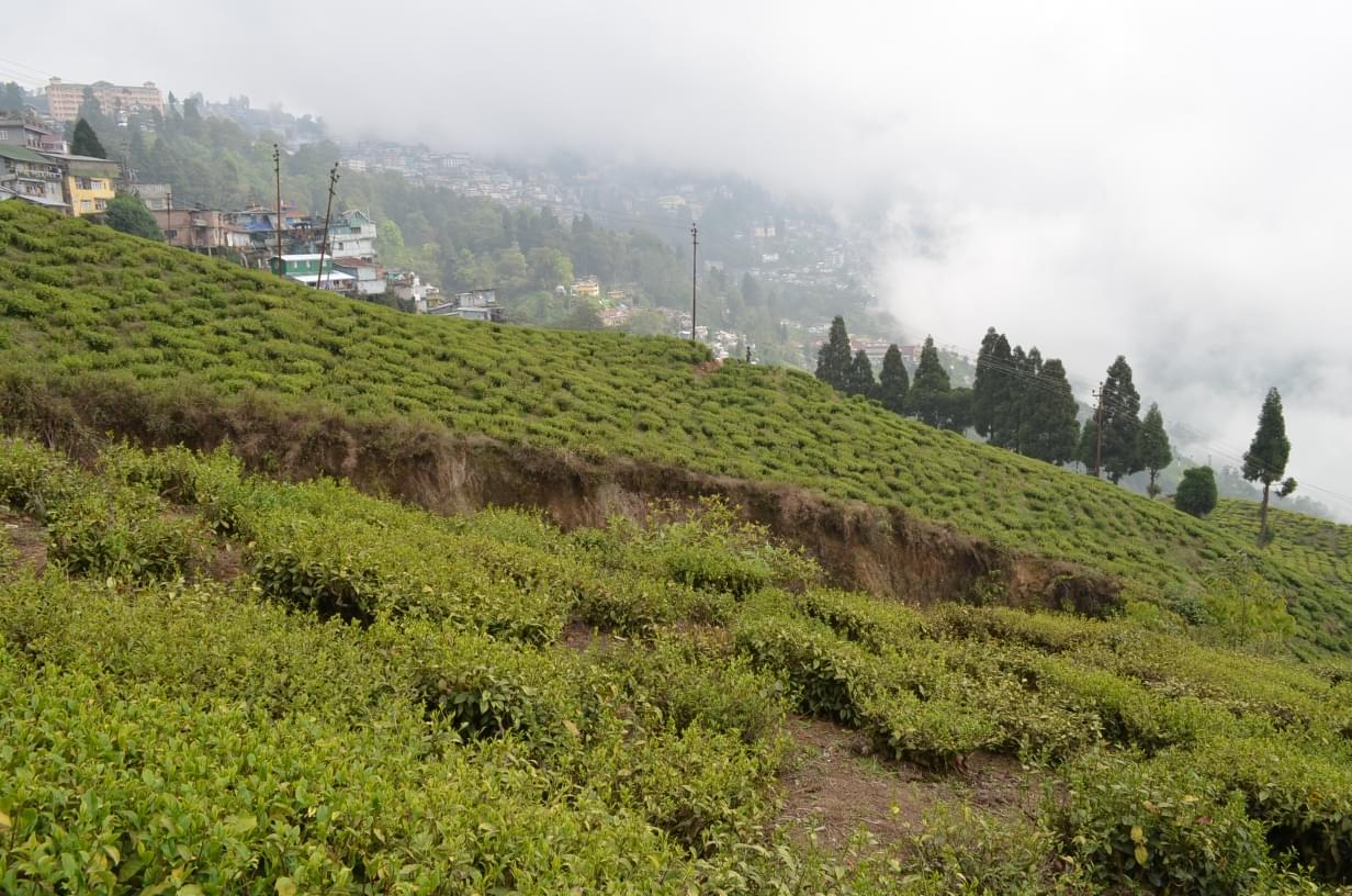 Happy Valley Tea Estate