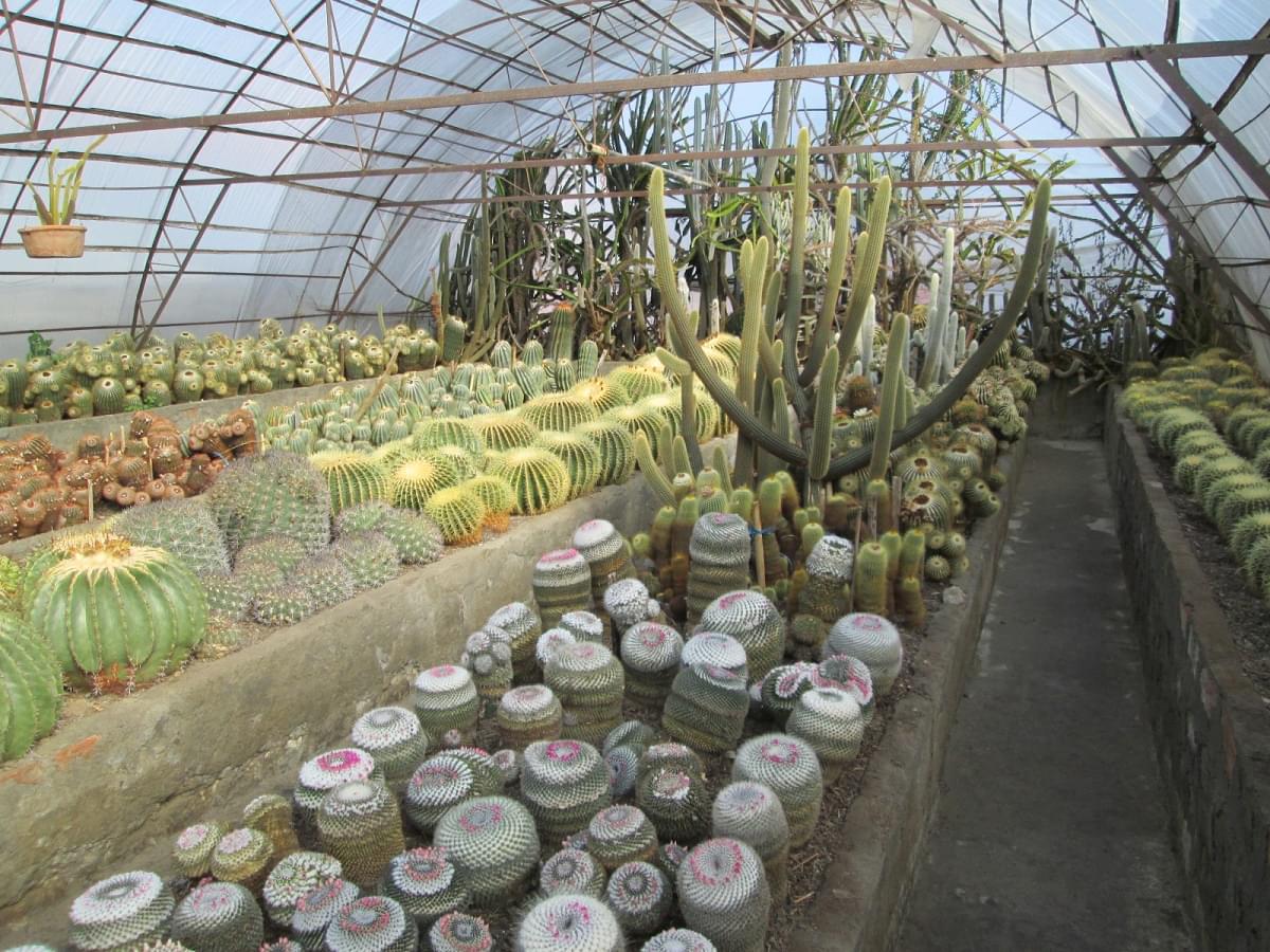 Cactus Garden Kalimpong