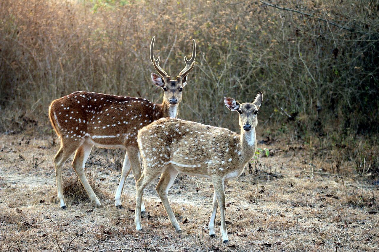 Chital at Bandipur National Park