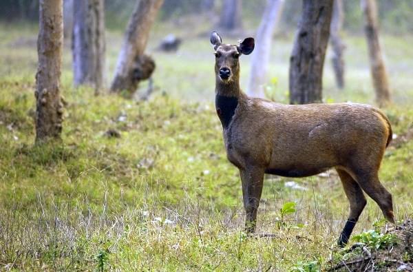 Sambar at Kabini