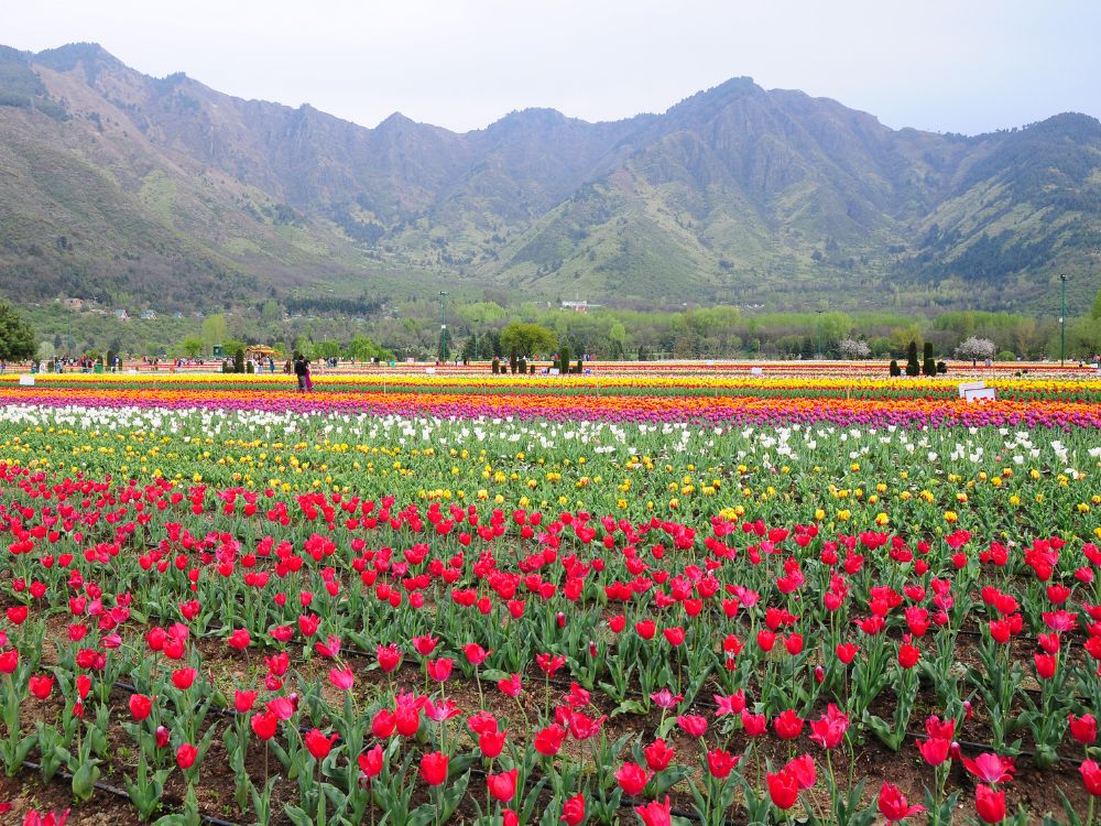 4-nights-5-days-kashmir-tour-package-JustWravel-1750081505-2.jpg