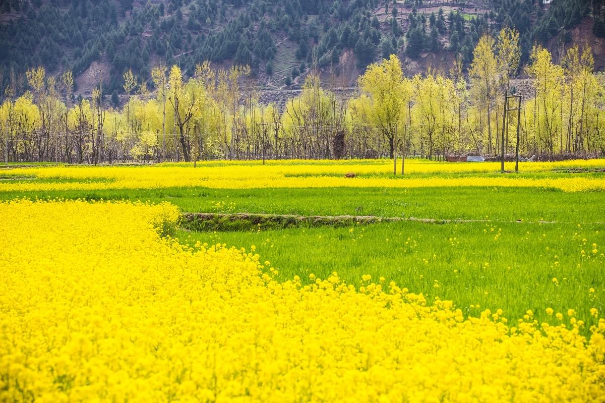 Mustard field