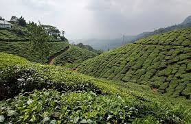 4-nights-5-days-munnar-ooty-coimbatore-tour-package-JustWravel-1728363560-Munnar.jpg