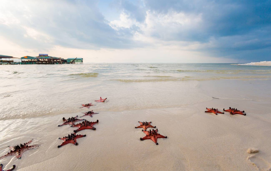 Starfishes on the Rach Vem Beach on a hot sunny day.
