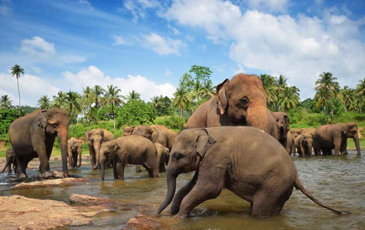 Pinnawala Elephant Orphanage, Sri Lanka