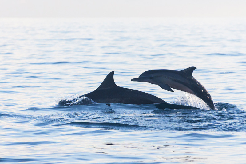 Dolphin Watching