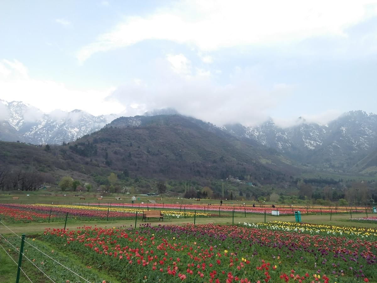 Tulip Garden