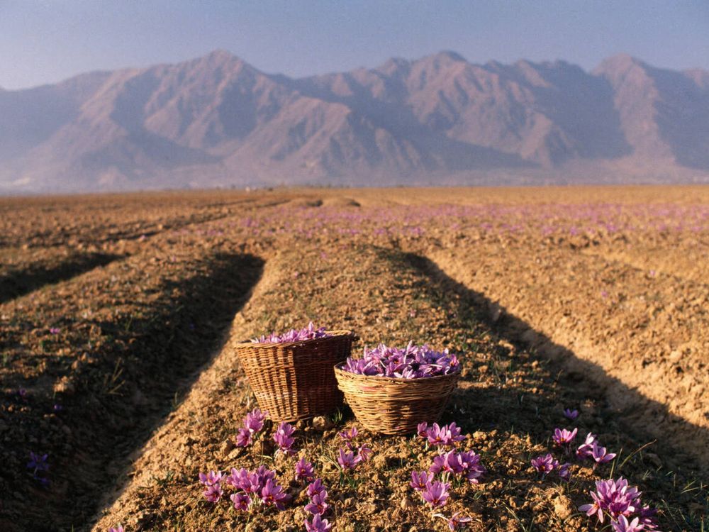 Saffron fields
