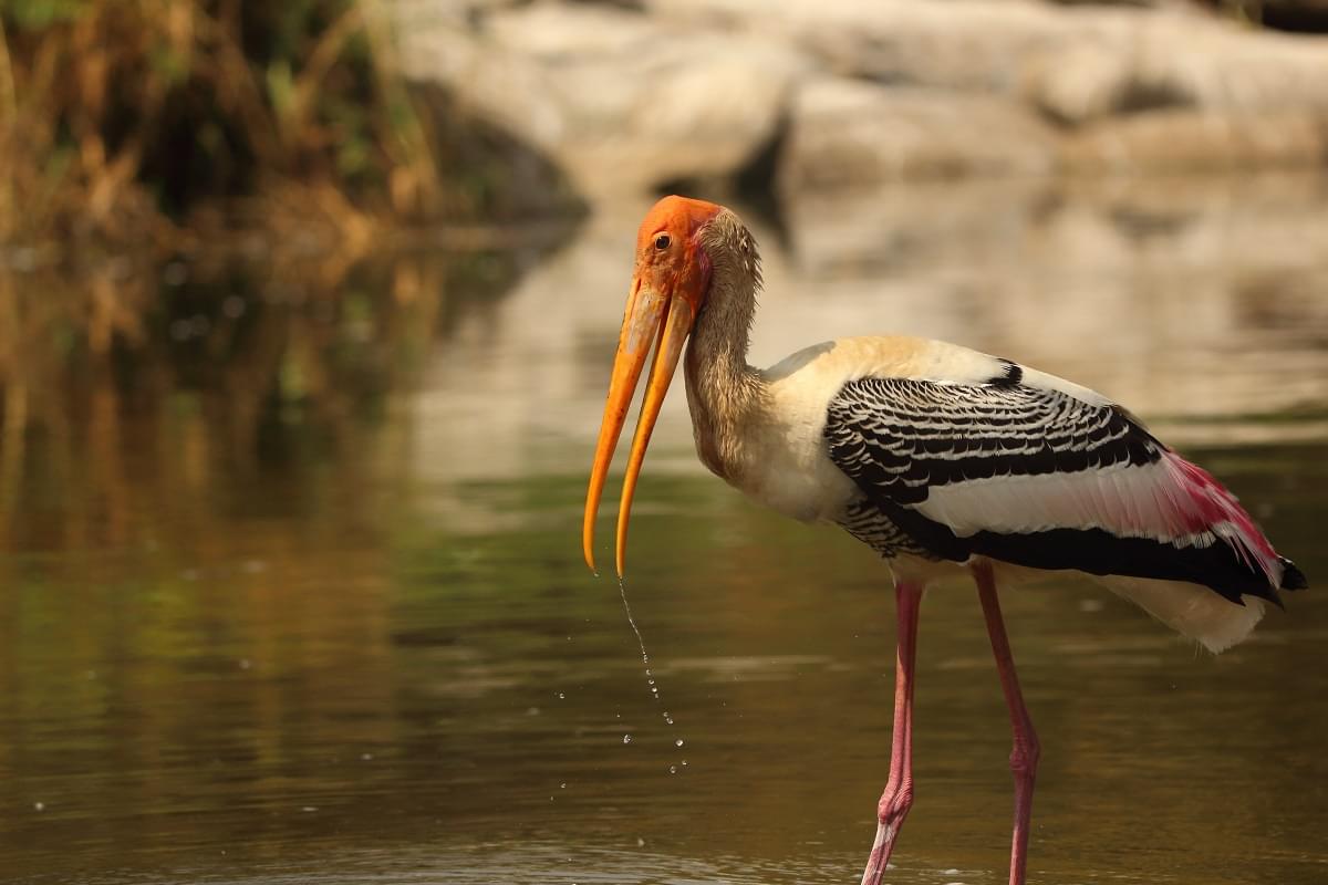 Ranganathittu Bird Sanctuary Mysore