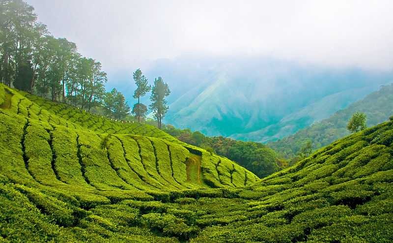 5-nights-6-days-ooty-munnar-kodaikanal-tour-package-JustWravel-1728362944-MUNNAR.jpg