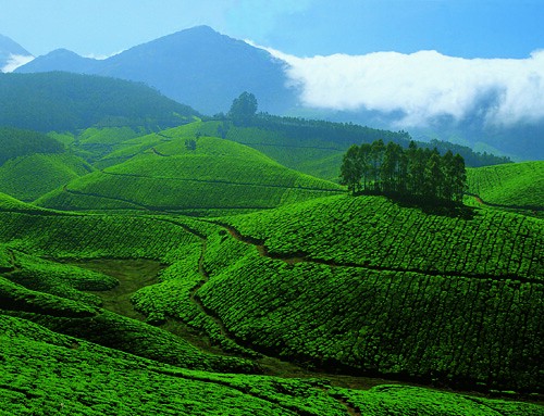 5-nights-6-days-ooty-munnar-kodaikanal-tour-package-JustWravel-1728362960-3817485795_32477a2345.jpg