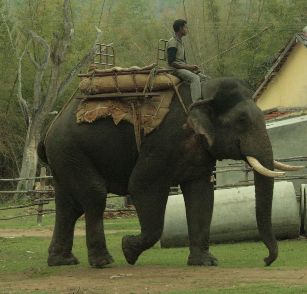 Elephant Ride at Bandipur National Park 