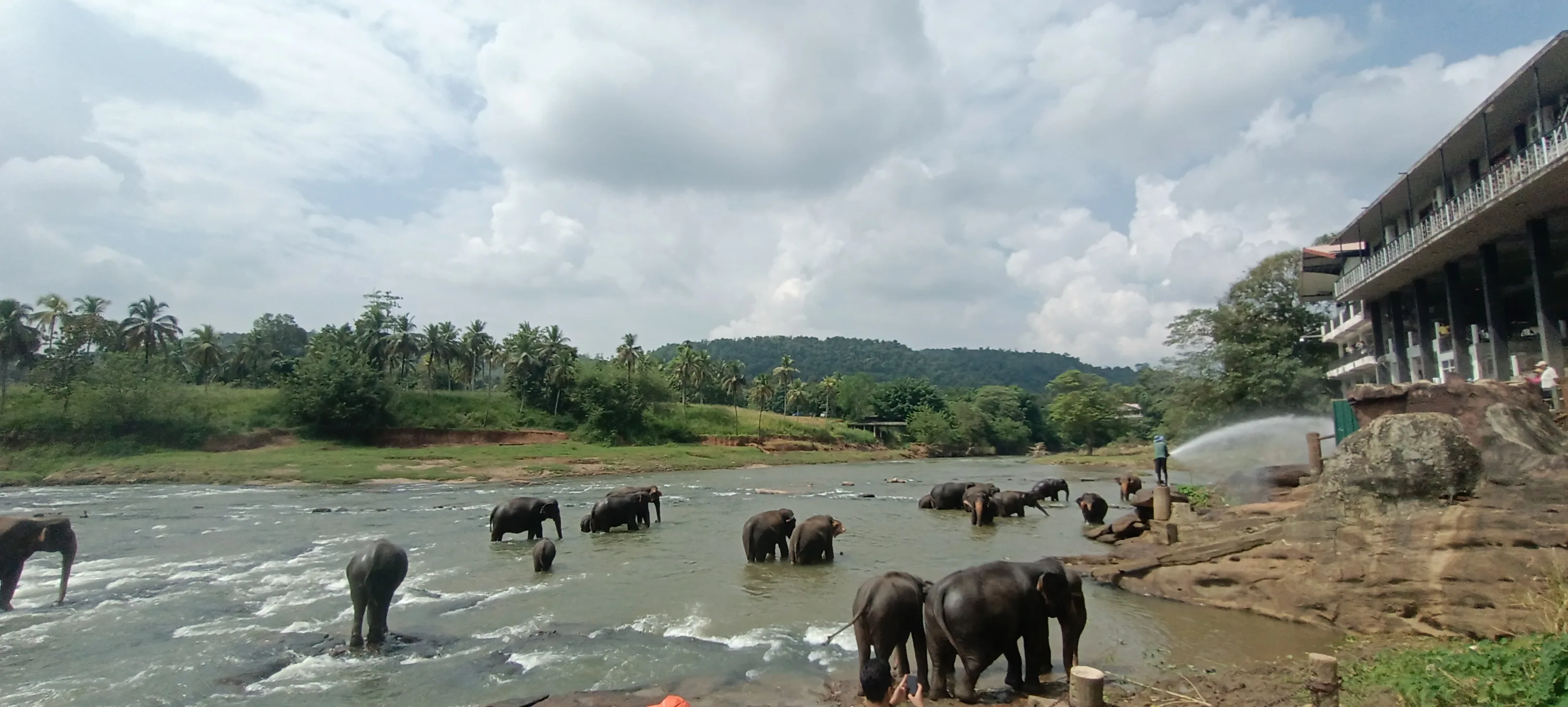Pinnawala Elephant Orphanage
