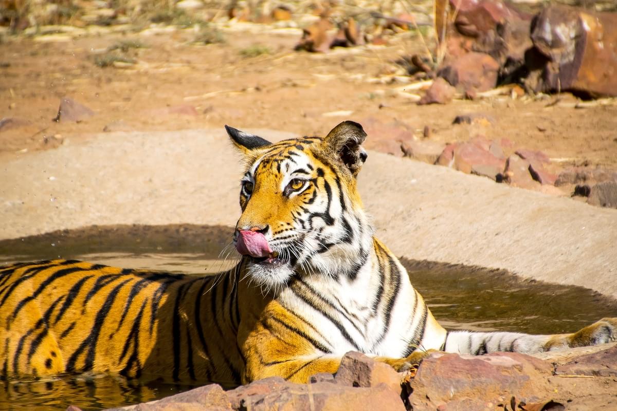 Bandhavgarh National Park