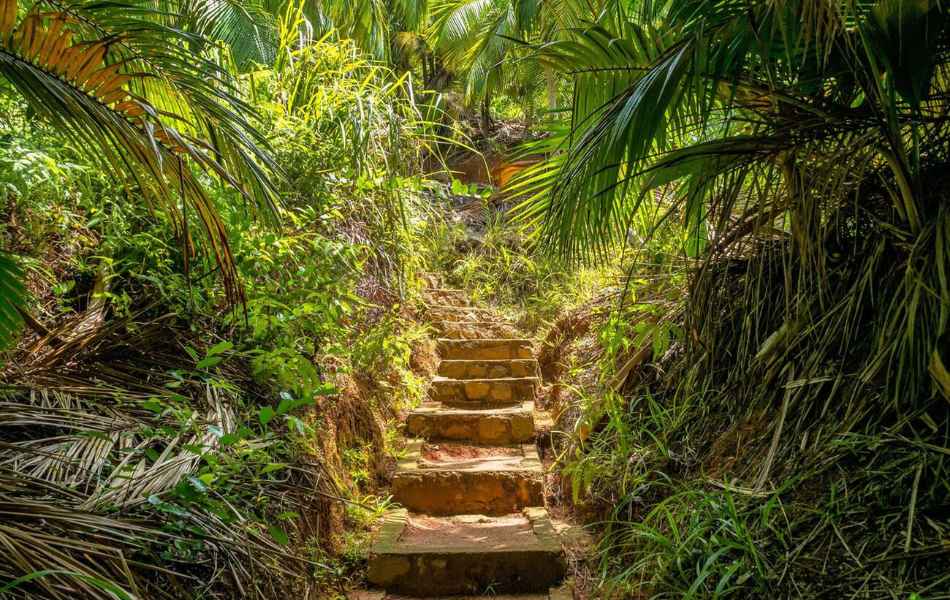 Fond Ferdinand Nature Reserve on Praslin Island, Seychelles