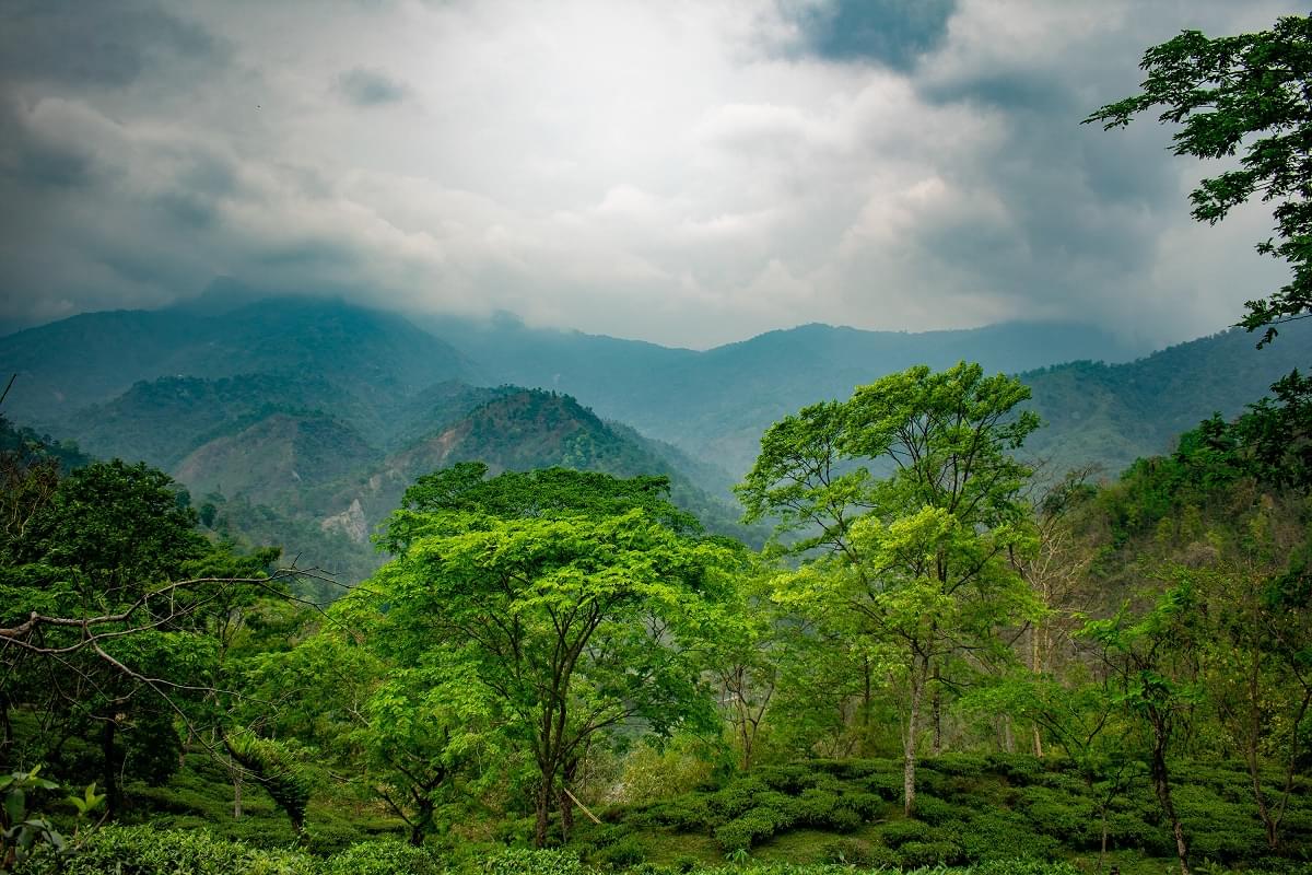 Tea garden Darjeeling