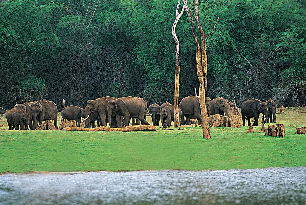 Periyar National Park Thekkady