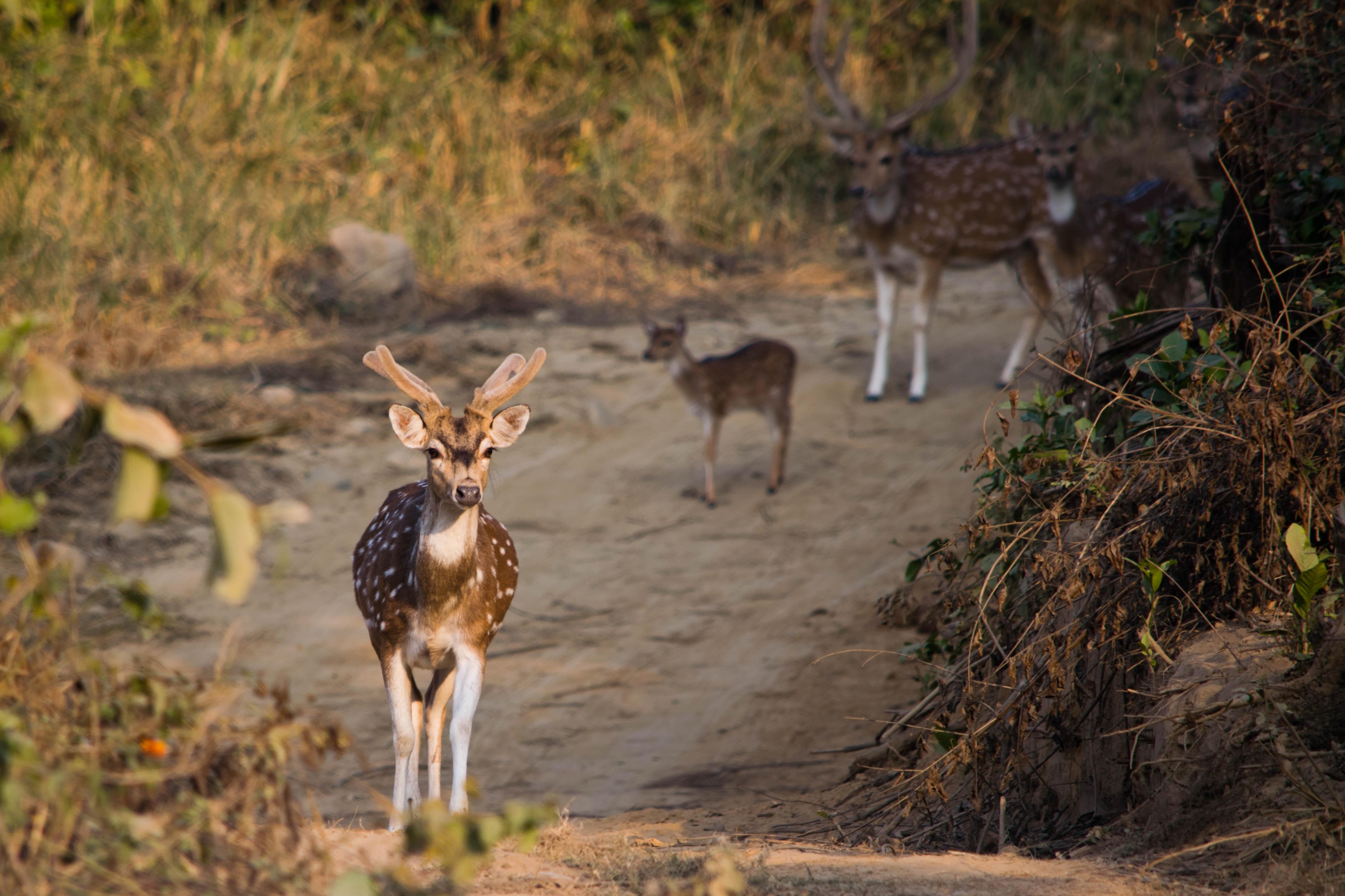 Jim Corbett National Park