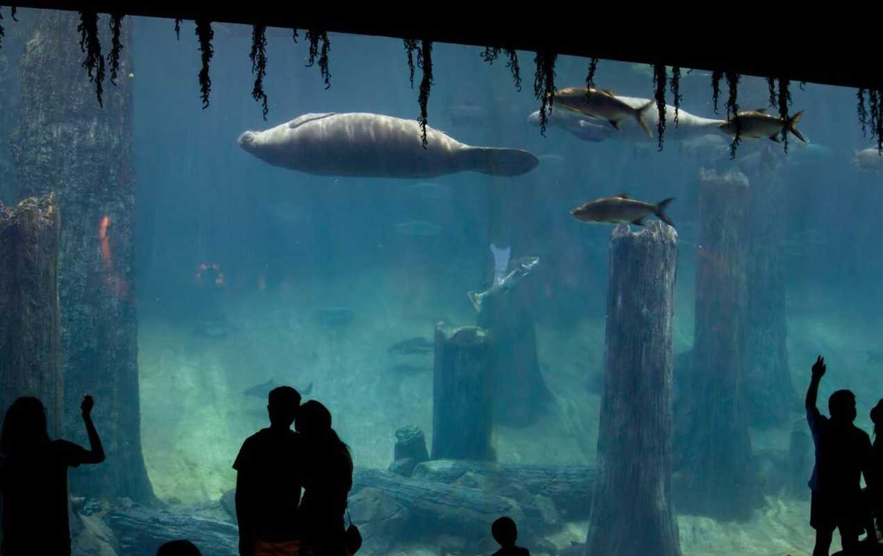 The tourists watching fish and manatee at the exhibition area in River Safari, Singapore