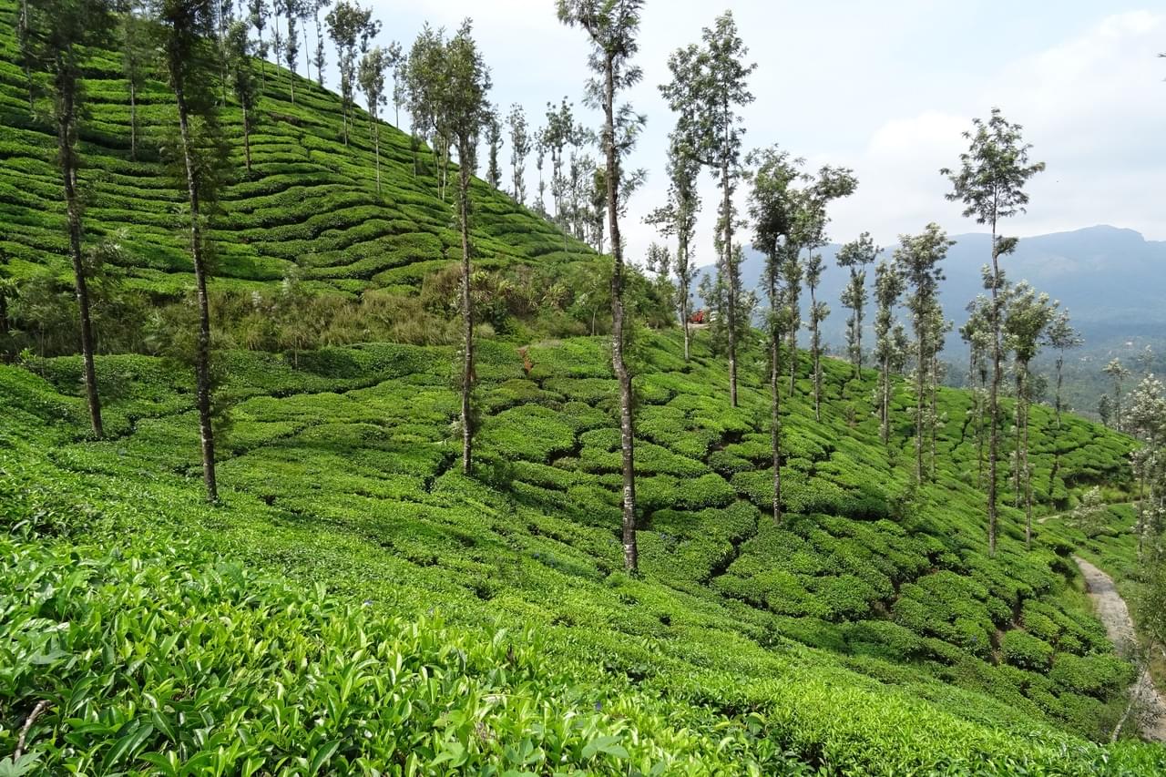 Tea Garden Chikmagalur