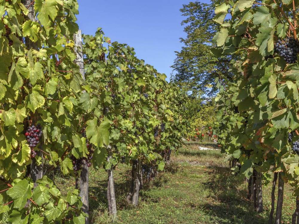 Georgia wineyards