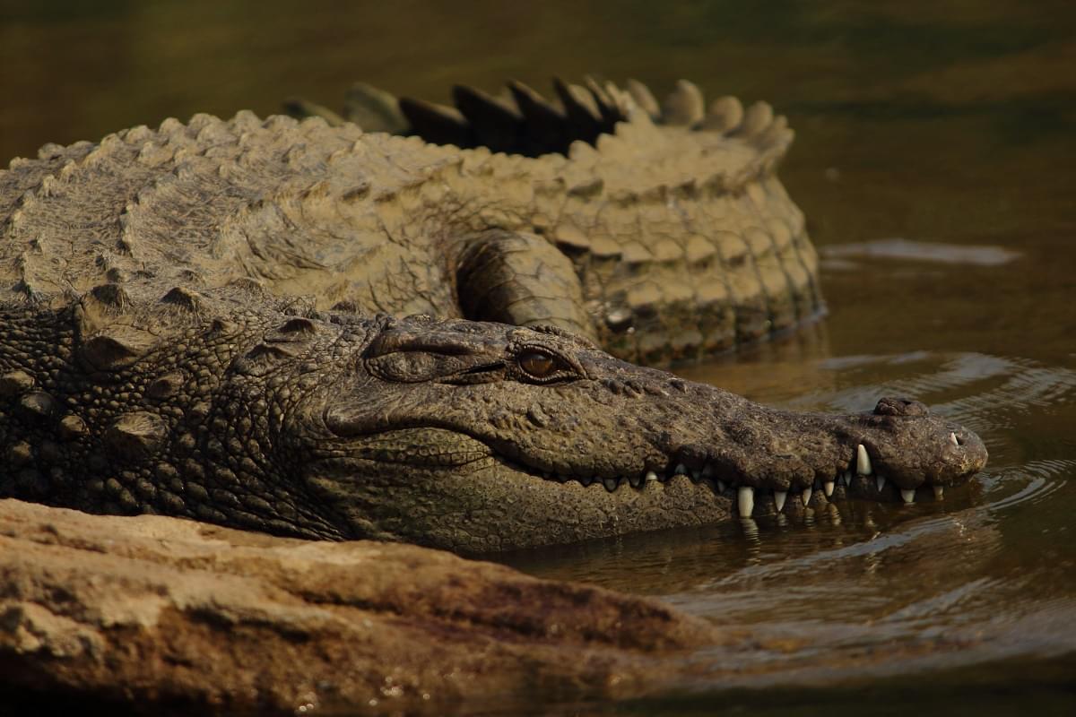 Crocodile at Ranganathittu Bird Sanctuary