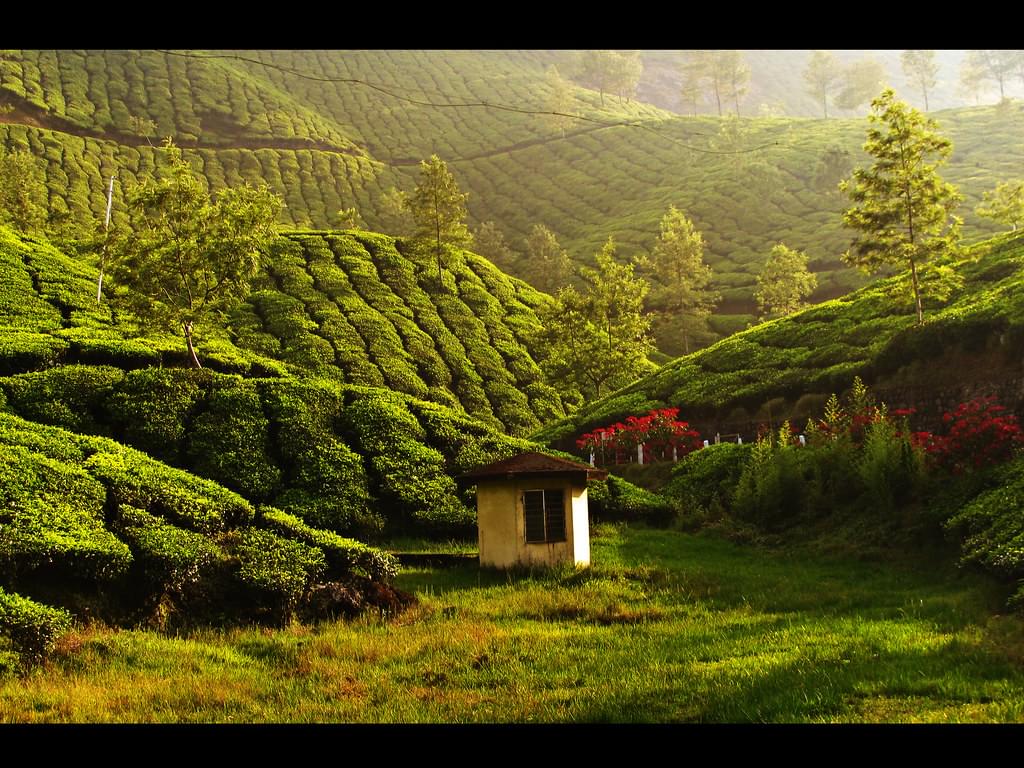 Tea estate Munnar