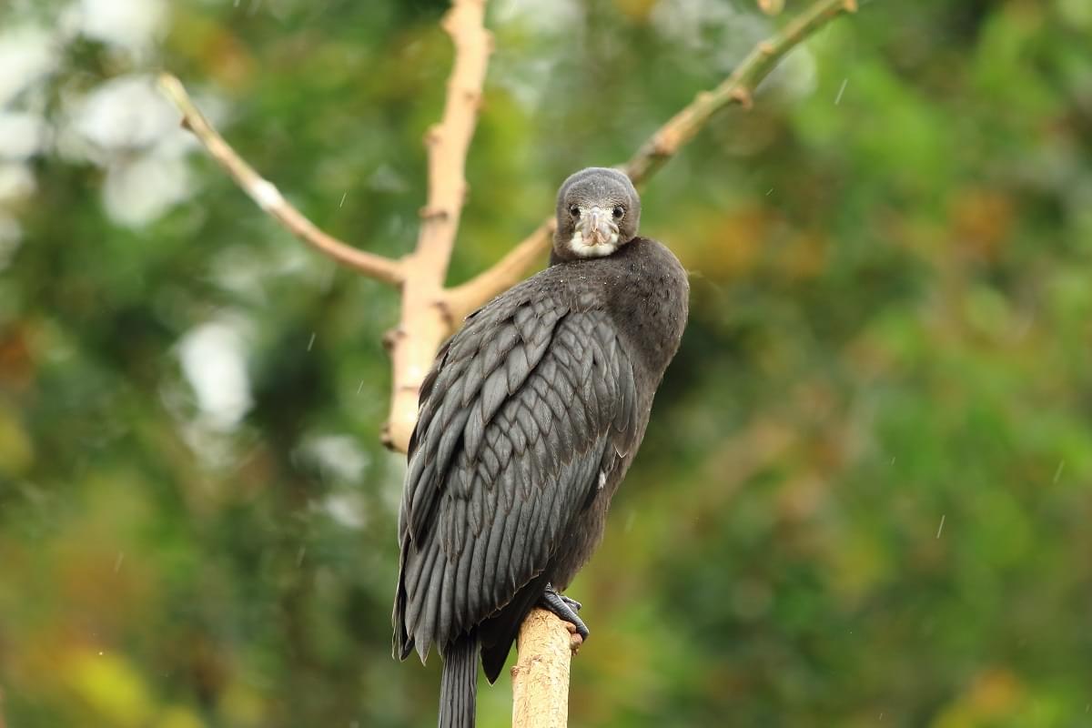 Ranganathittu Bird Sanctuary Mysore