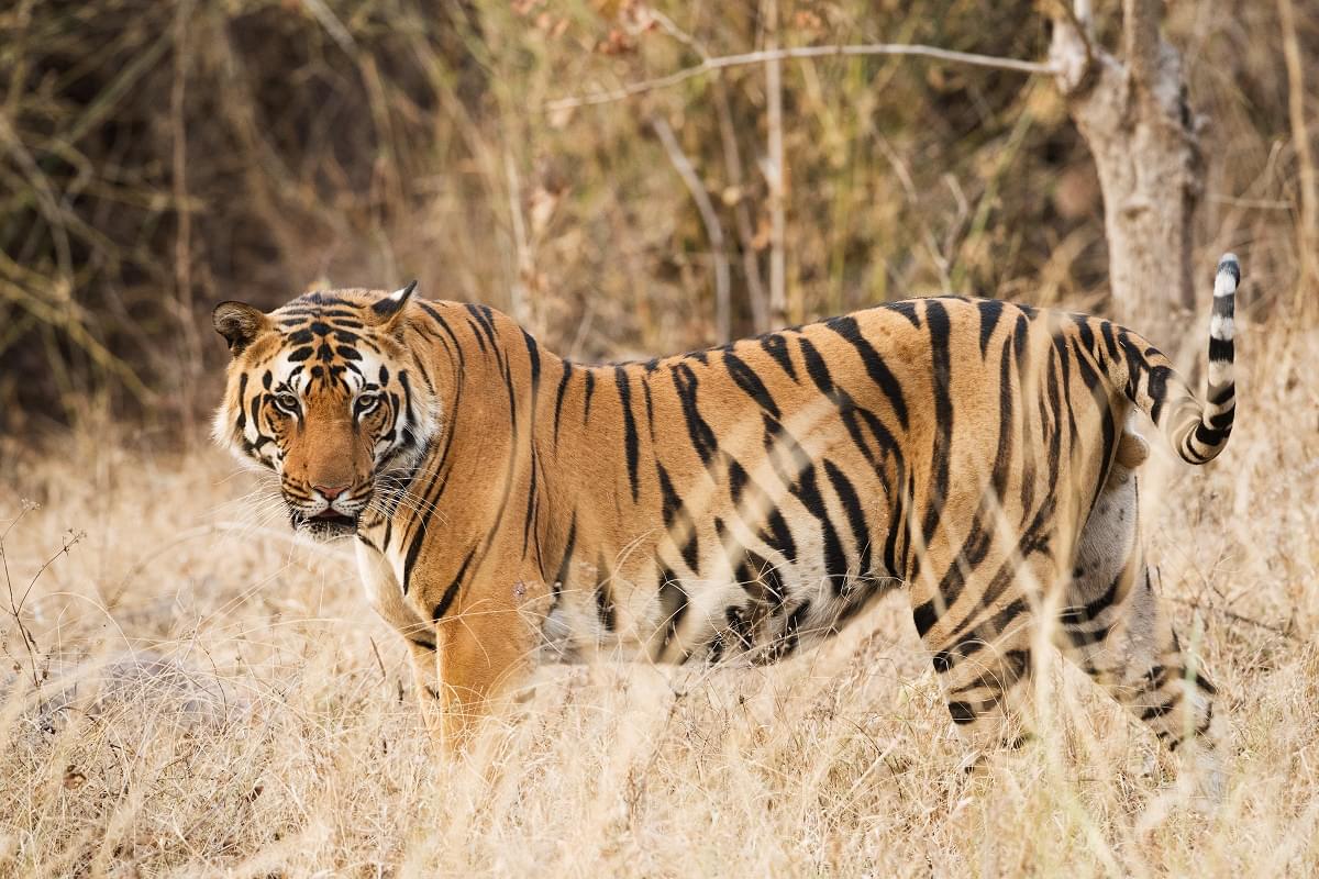 Kanha National Park