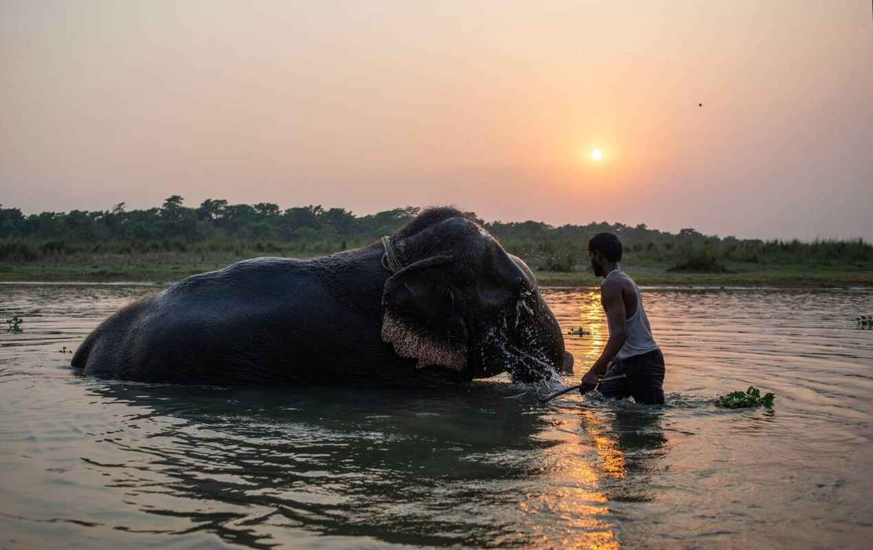 An elephant bathing in Chitwan National Park