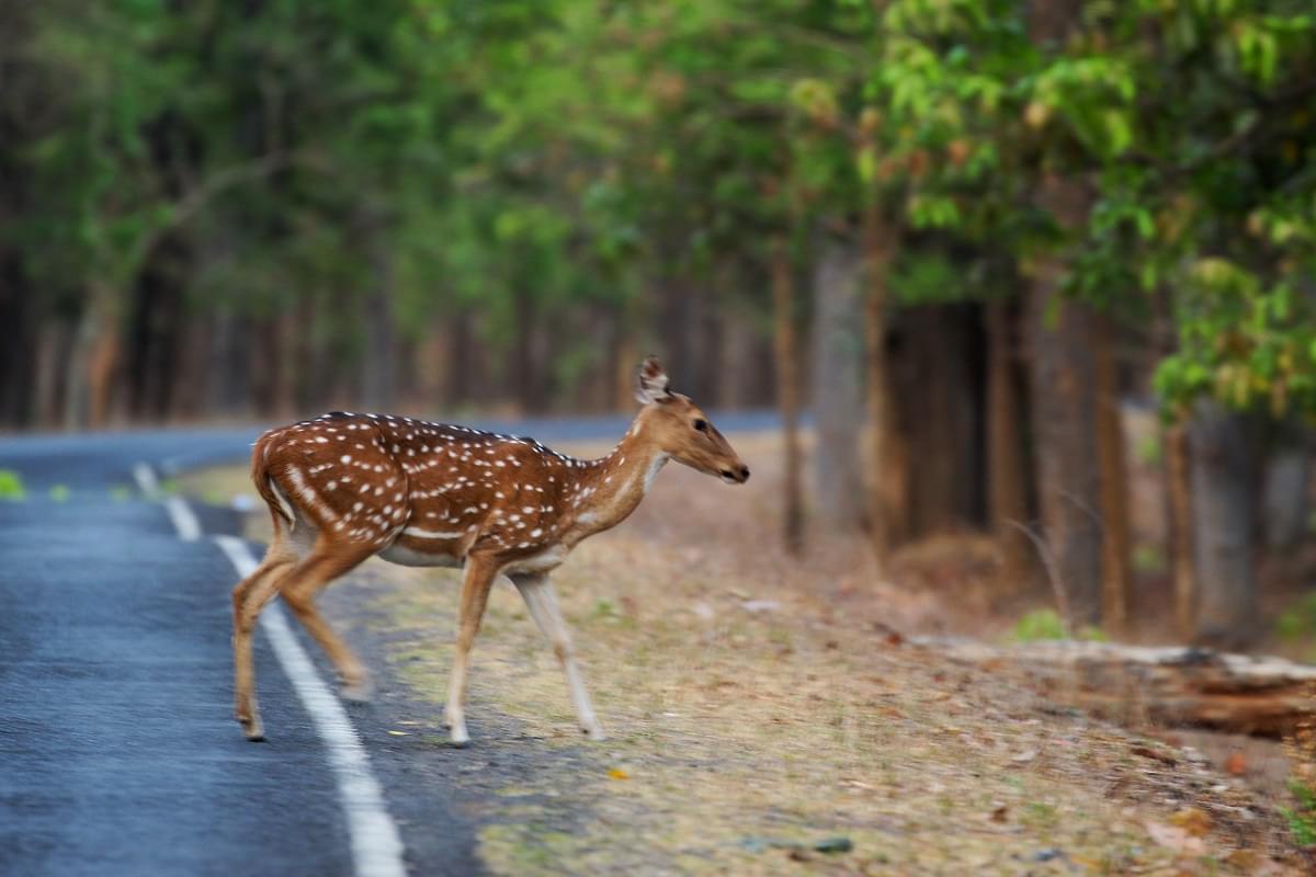 Kanha National Park