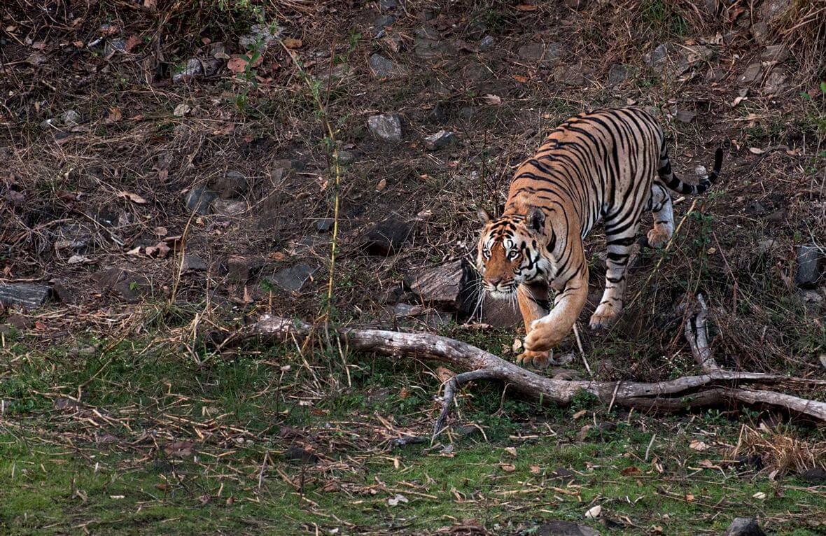 Corbett National Park