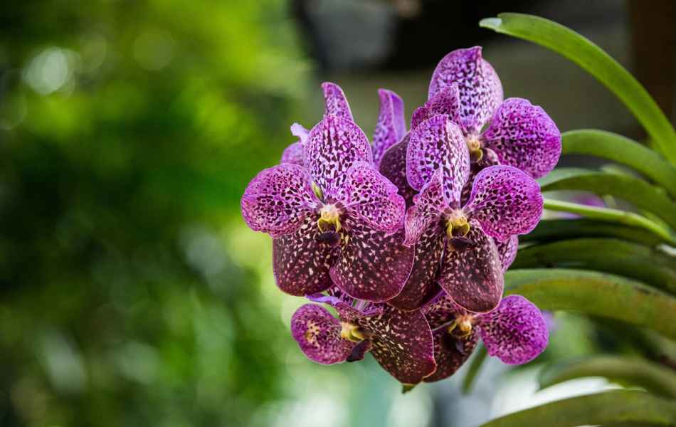 A flowering purple Orchid at the botanic garden on Mahe Island, Seychelles