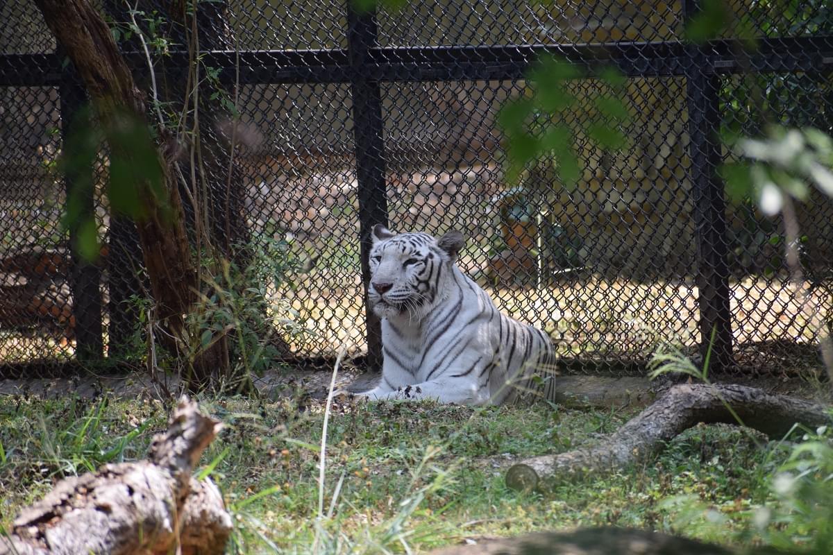 White Tiger Sri Chamarajendra Zoological Gardens Mysore