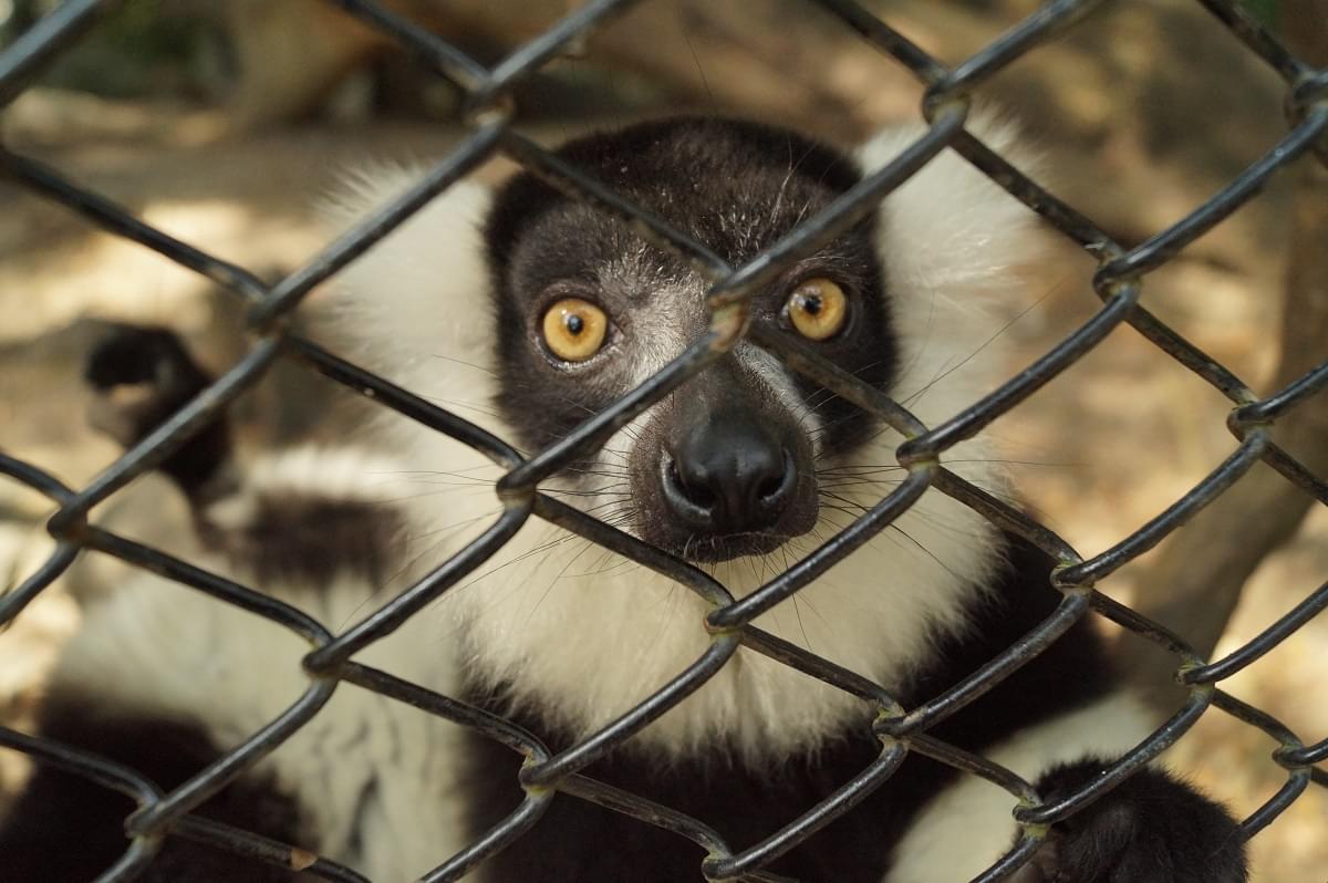 Sri Chamarajendra Zoological Gardens Mysore