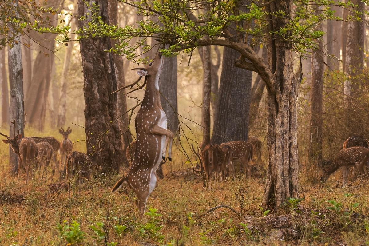 Bandipur National Park 