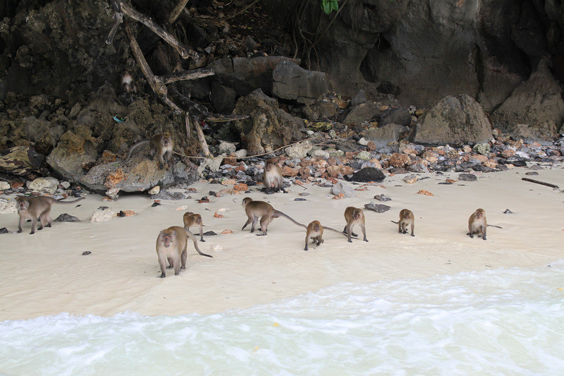 Monkey Bridge, Krabi