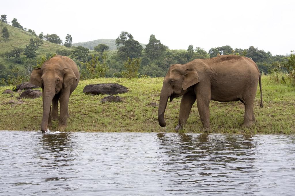 Periyar Wildlife Sanctuary Thekkady