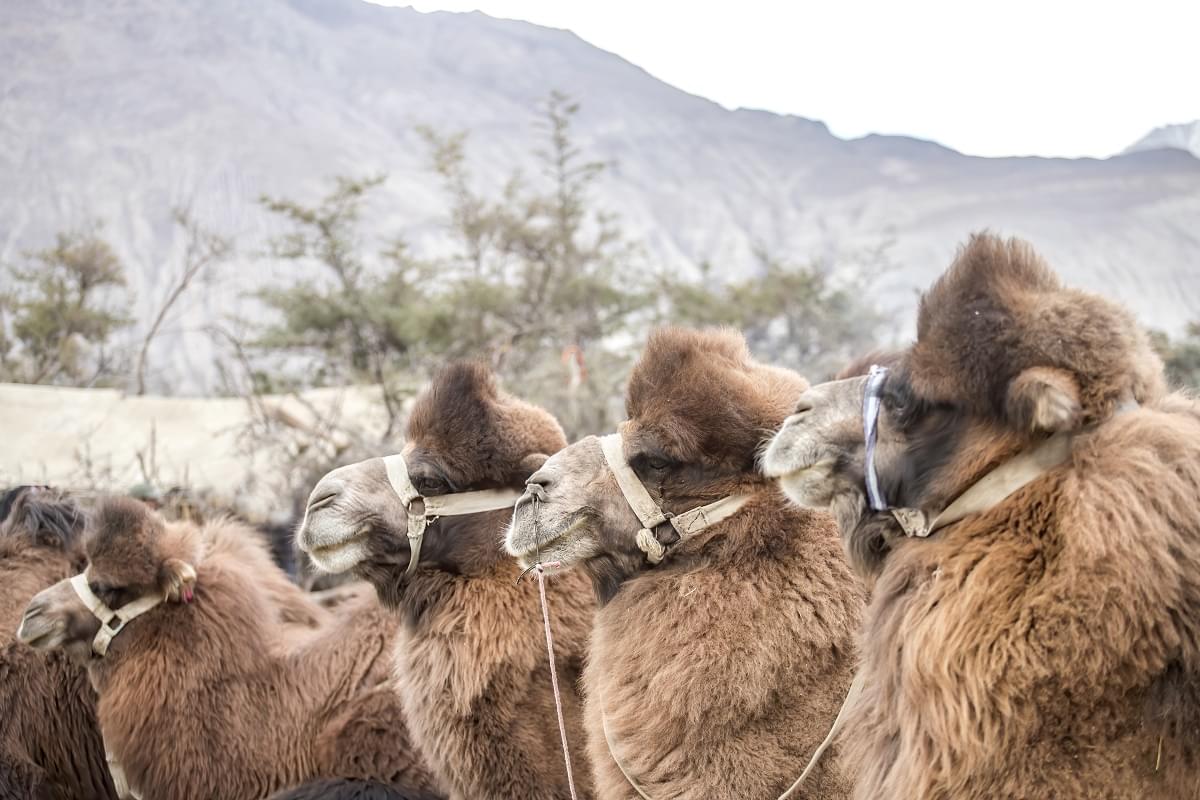 Bactrian Camels at Nubra Valley