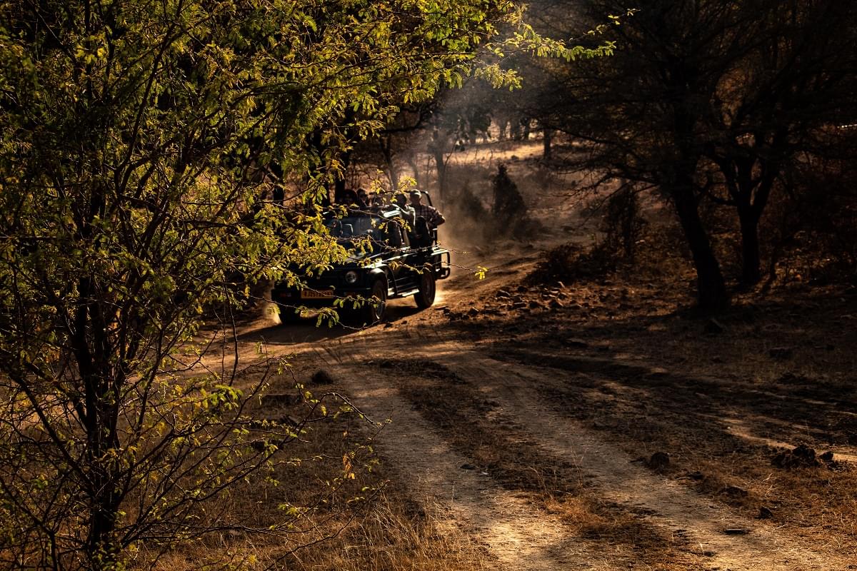 Jeep Safari at Ranthambore National Park