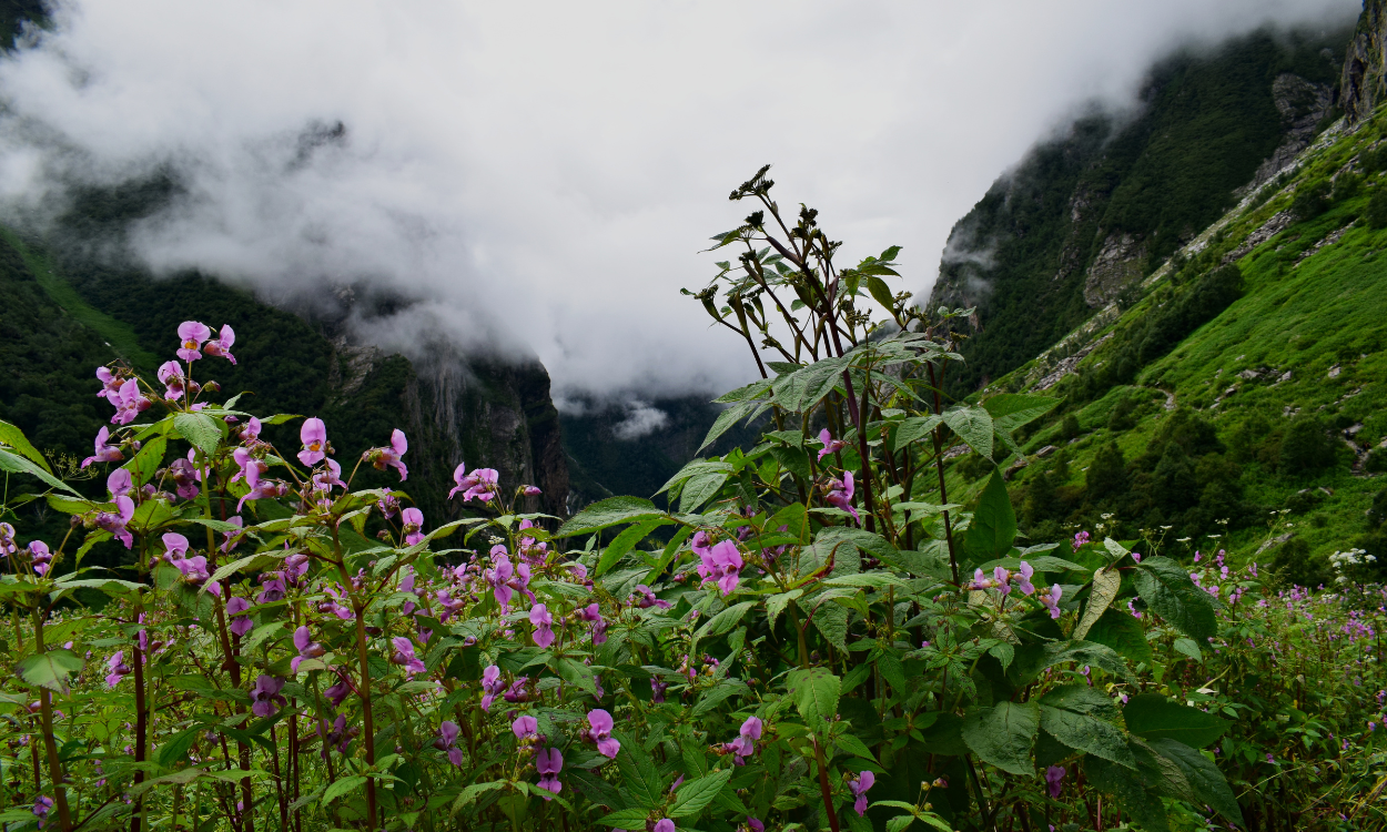 Valley Of Flowers