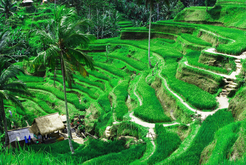 Tegallalang Rice Terrace Field