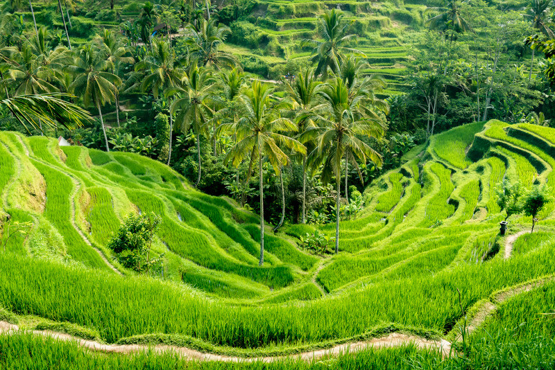 Tegalallang Rice Terrace Fields