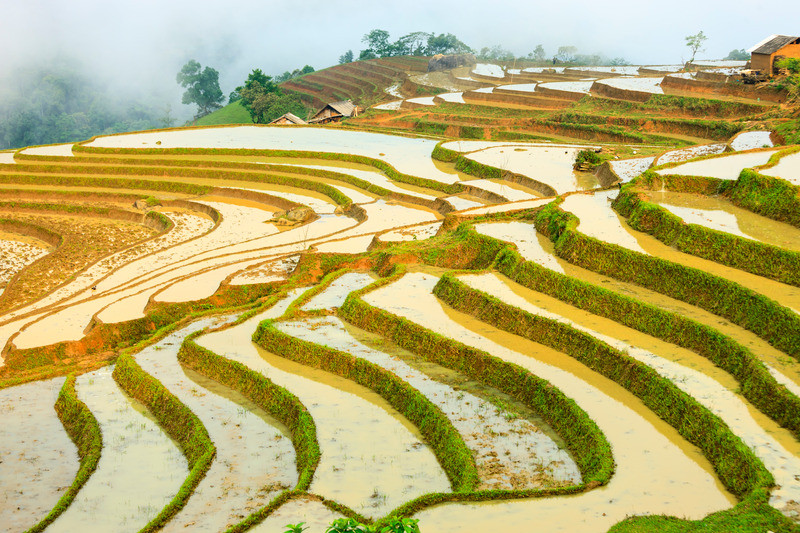 Rice Fields in Lao Cai
