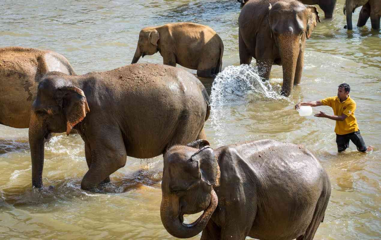 Pinnawala Elephant Orphanage