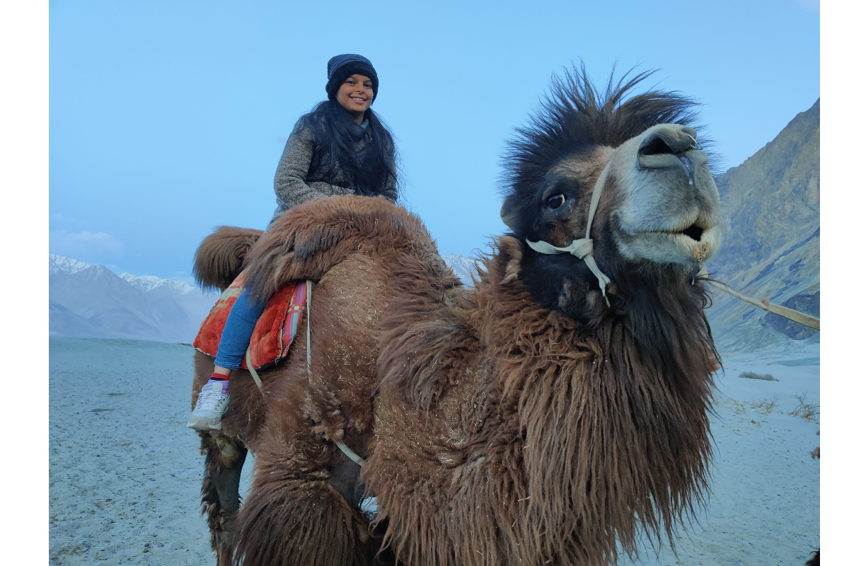 Double Humped Camel at Nubra
